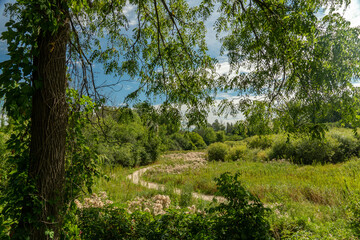 Fototapeta na wymiar Path in green uncontrolled thickets