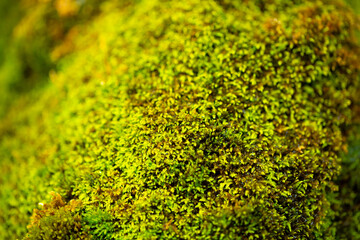 Green moss wall in Iceland with dripping water droplets. Beautiful tropical background at the waterfall. Moss texture with blurred background.