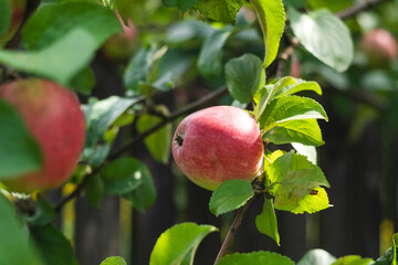 Delicious ripe red apple on the brach of apple tree in the orchard. Harvesting concept. Organic garden product.