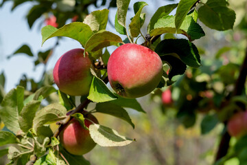 Apple tree with ripe red apples on the branches. Organic garden product. Harvesting.
