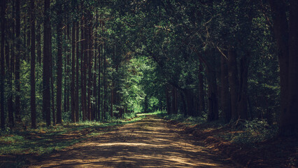 Dirt road in the forest