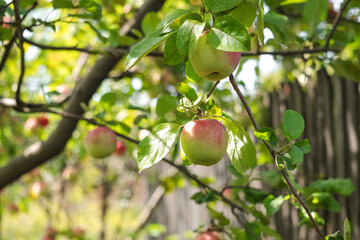 Apple orchard with autumn apples. Eco gardening.