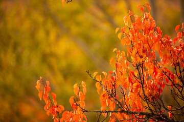Red and yellow leaves of trees in the autumn forest on a blurred background. Autumn nature. Beautiful autumn landscape with place for text.