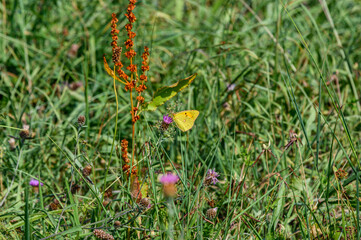 foreground in focus of a small yellow butterfly on a small wild fuxia flower in the middle of a padro in the background completely out of focus.