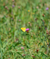 foreground in focus of a small yellow butterfly on a small wild fuxia flower in the middle of a padro in the background completely out of focus.
