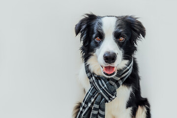 Funny cute puppy dog border collie wearing warm clothes scarf around neck isolated on white background. Winter or autumn dog portrait. Hello autumn fall. Hygge mood cold weather concept
