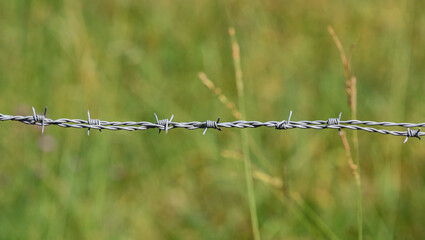 Focused, focused, close-up of a cable of barbed wire, barbed wire, forming part of a rustic cattle car fence. In the background out of focus, out of focus, tall grass with yellow wild flowers.