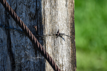 Close-up of a wooden post from a farm, in the countryside, surrounded by a rusty iron cable