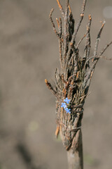 old battered witch's broom on the background of a wooden log house. Traditional Halloween symbol