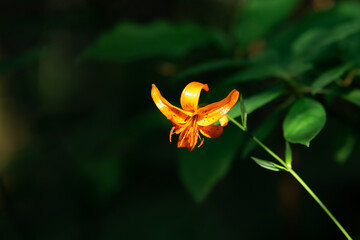 Naklejka na ściany i meble bright orange wild lily flower on natural dark background close-up