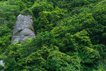 Obraz premium background, landscape - rocks among the mountain broad-leaved forest