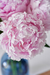 BEAUTIFUL PINK PEONIES CLOSE-UP ON A LIGHT BACKGROUND