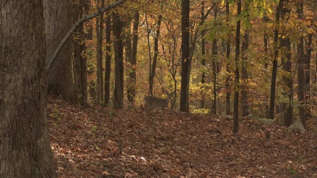 Spunky and curious baby fawn deer playing in fall colored autumn leaves of the wilderness forest 
