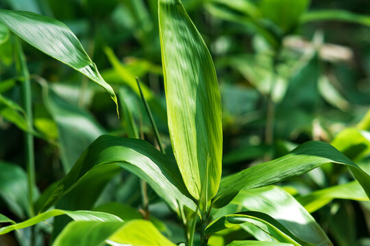 fresh leaves of young broad-leaf bamboo sasa