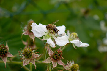 Une abeille sur une fleure de mûrier