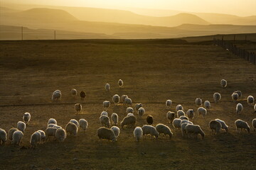 Russia. North-Eastern Caucasus. Dagestan. A flock of sheep graze peacefully on the slopes of the Caucasus mountains against the background of the last rays of the evening sun.
