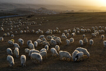 Russia. North-Eastern Caucasus. Dagestan. A flock of sheep graze peacefully on the slopes of the...