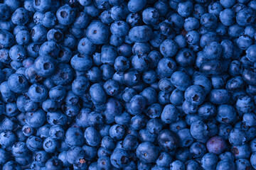 Fresh blueberry background. Texture blueberry berries close up.