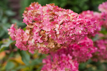 Obraz premium Pink hydrangea in autumn garden