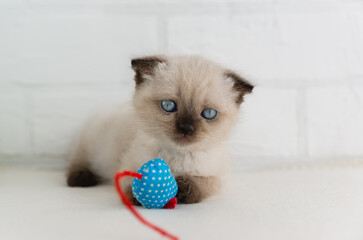A small blue-eyed kitten point color lies with rag blue toy mouse. Selective focus