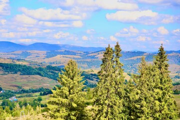 pine forest in the mountains