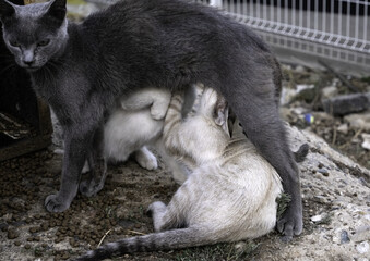 Stray cats sucking