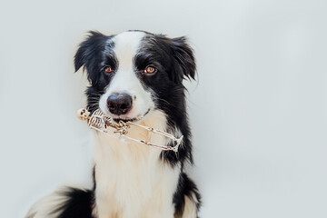 Trick or Treat concept. Funny puppy dog border collie holding skeleton in mouth isolated on white background. Preparation for Halloween party