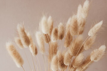 Dry fluffy bunny tails grass flowers on beige background bouquet.  Tan pom pom plants backdrop.Poster.Autumn vibes