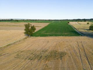 Agricultural landscape with a tree in summer