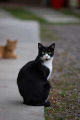 black and white cat on the ground
