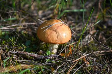 Dry blade of grass and needles on the cap of a mushroom (Suillus) growing on the forest floor