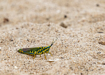 A Painted Grasshopper sitting on a ground