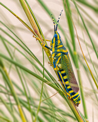 A Painted Grasshopper in a grassland