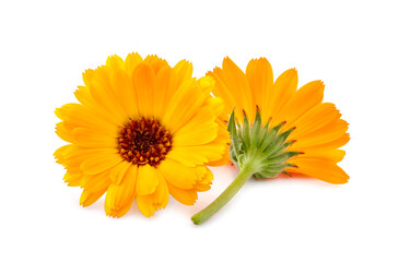 Calendula. Flowers  isolated on white background.