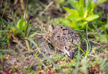 A juvenile of Red Lapwing in a camouflage