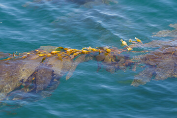 Floating kelp shown in the Port of Los Angeles, California, United States.