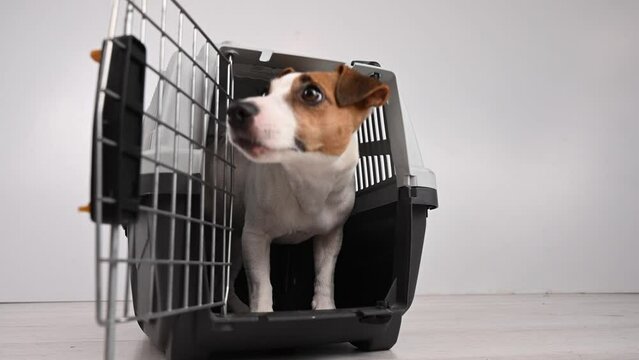 A Jack Russell Terrier dog enters a plastic carrier and a woman closes the door.