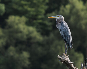 great blue heron, heron perching, heron 