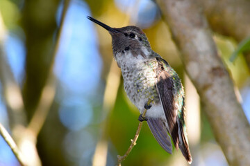 Hummingbird Flash 01