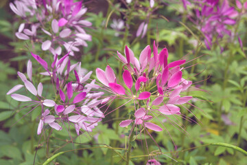 Pink spiny spider flower close-up in the garden after the rain. Cleome spinosa, Cleome hassleriana, Tarenaya hassleriana. Ornamental plant for gardening and landscape design. Hedge.