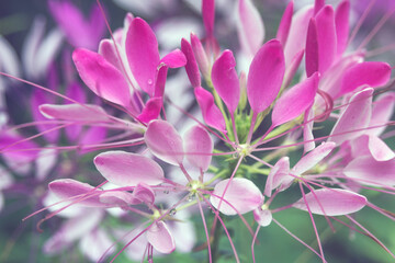 Pink spiny spider flower close-up in the garden after the rain. Cleome spinosa, Cleome hassleriana, Tarenaya hassleriana. Ornamental plant for gardening and landscape design. Hedge.
