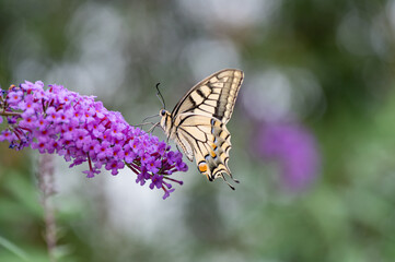 Schwalbenschwanz Schmetterling