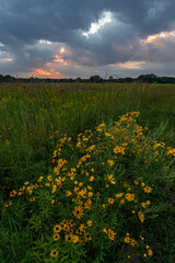 681-93 Sunflowers on the Prairie