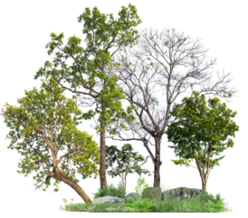 PNG format tree and plant on transparent background design for easy to fast use, small forest and plant for easy to drag and drop on your project