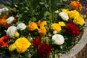 Ranunculus blooming beautifully on a warm spring day