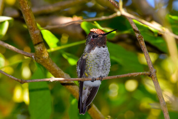 Hummingbird Sunlight 02