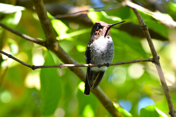 Hummingbird Sunlight 05