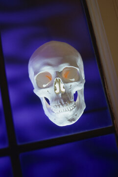 Close-up of human skull