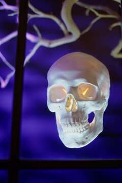 Close-up of human skull