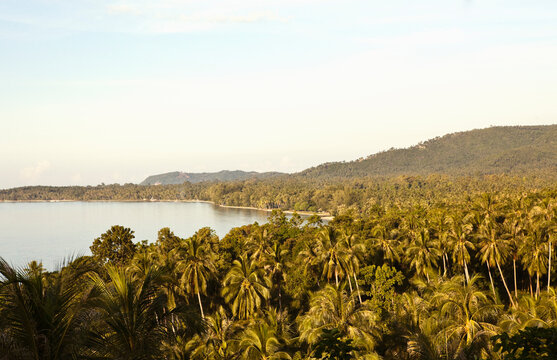 A field of palm trees hugs the sea. Koh Samui, Thailand.